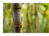 sugar cane